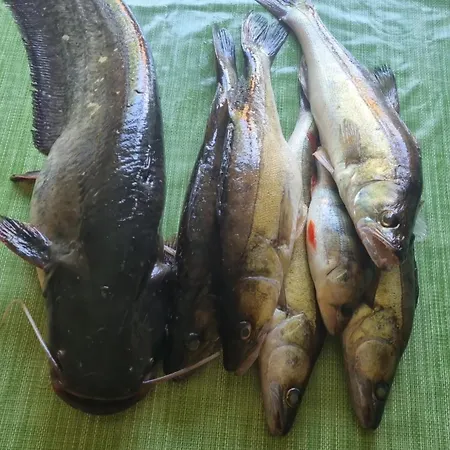Sweet Koknese